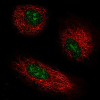 Immunocytochemistry/Immunofluorescence: GPR137 Antibody [NBP2-38976] - Immunofluorescent staining of human cell line A549 shows localization to nucleus & nucleoli.