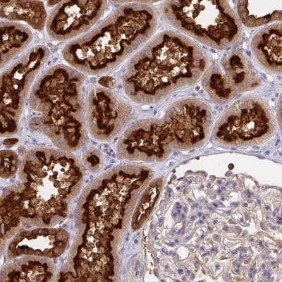 Immunohistochemistry: V-type proton ATPase subunit F Antibody [NBP2-38942] - Staining of human kidney shows strong cytoplasmic and membranous positivity in cells in tubules.