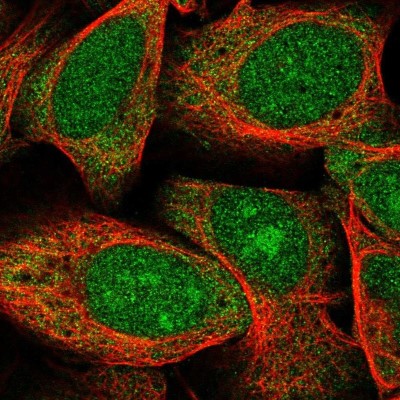 Immunocytochemistry/Immunofluorescence: GAS2 Antibody [NBP2-31733] - Staining of human cell line U-2 OS shows localization to nucleus, nucleoli & cytosol.