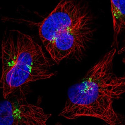 Immunocytochemistry/Immunofluorescence: CASC4 Antibody [NBP2-30507] - Immunofluorescent staining of human cell line U-251 MG shows localization to the Golgi apparatus.