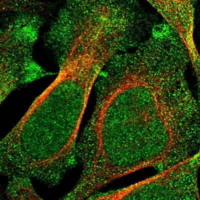 Immunocytochemistry/Immunofluorescence: FGD3 Antibody [NBP2-30913] - Immunofluorescent staining of human cell line U-2 OS shows localization to nucleus & cytosol.