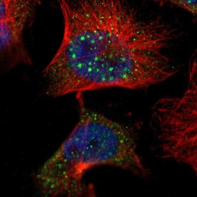Immunocytochemistry/Immunofluorescence: CLMN Antibody [NBP1-94034] - Immunofluorescent staining of human cell line U-251 MG shows localization to nuclear bodies & cytosol.