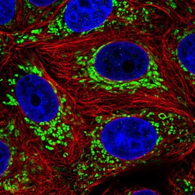 Immunocytochemistry/Immunofluorescence: DNLZ Antibody [NBP2-57694] - Staining of human cell line MCF7 shows localization to mitochondria.