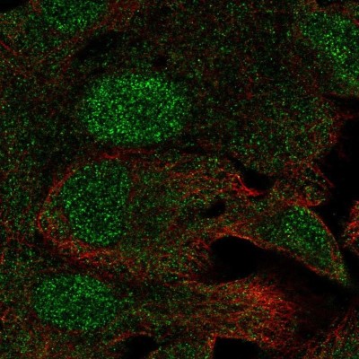 Immunocytochemistry/Immunofluorescence: C19orf73 Antibody [NBP2-32367] - Staining of human cell line A549 shows localization to nucleus & cytosol.