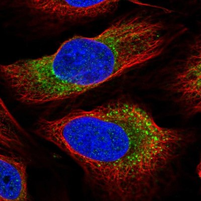 Immunocytochemistry/Immunofluorescence: ARMCX6 Antibody [NBP2-30860] - Immunofluorescent staining of human cell line U-2 OS shows localization to cytosol.