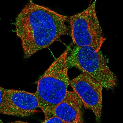 Immunocytochemistry/Immunofluorescence: LYRM2 Antibody [NBP2-38033] - Immunofluorescent staining of human cell line SH-SY5Y shows localization to cytosol.