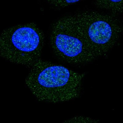 Immunocytochemistry/Immunofluorescence: NOL6 Antibody [NBP2-57528] - Staining of human cell line A549 shows localization to nucleus & nucleoli.