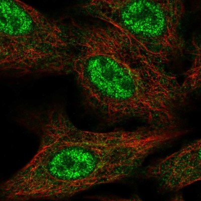 Immunocytochemistry/Immunofluorescence: FAM96A Antibody [NBP2-57106] - Staining of human cell line A549 shows localization to nucleoplasm & cytosol.