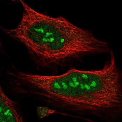 Immunocytochemistry/Immunofluorescence: GBP3 Antibody [NBP1-91929] - Staining of human cell line U-2 OS shows positivity in nucleus and nucleoli.