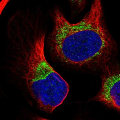 Immunocytochemistry/Immunofluorescence: COX14 Antibody [NBP1-91715] - Immunofluorescent staining of human cell line U-2 OS shows localization to mitochondria.
