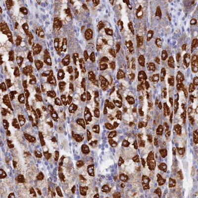 Immunohistochemistry-Paraffin: C17orf82 Antibody [NBP1-91718] - Staining of human stomach shows strong cytoplasmic positivity in glandular cells.