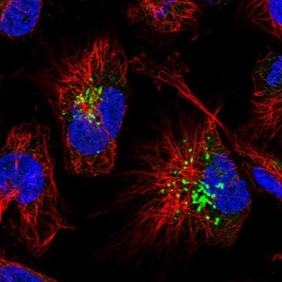 Immunocytochemistry/Immunofluorescence: FAM3C Antibody [NBP2-13995] - Immunofluorescent staining of human cell line U-251 MG shows localization to the Golgi apparatus.