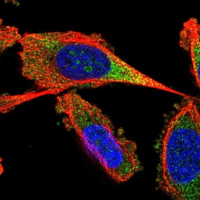 Immunocytochemistry/Immunofluorescence: FAM105A Antibody [NBP2-13975] - Immunofluorescent staining of human cell line PC-3 shows localization to nucleoli & cytosol.