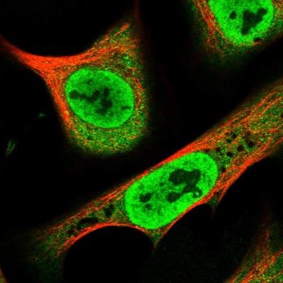 Immunocytochemistry/Immunofluorescence: RPAP1 Antibody [NBP2-14512] - Immunofluorescent staining of human cell line U-2 OS shows localization to nucleoplasm & cytosol.