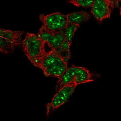 Immunocytochemistry/Immunofluorescence: FAM120C Antibody [NBP2-13977] - Staining of human cell line HEK 293 shows localization to nuclear speckles.