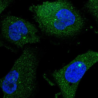 Immunocytochemistry/Immunofluorescence: ENGASE Antibody [NBP1-93948] - Immunofluorescent staining of human cell line U-251 MG shows localization to cytosol & centrosome.