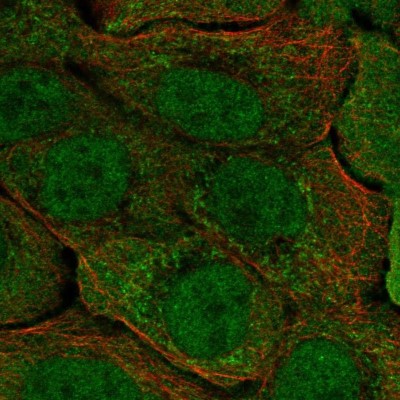 Immunocytochemistry/Immunofluorescence: DAPL1 Antibody [NBP2-14582] - Staining of human cell line HaCaT shows localization to nucleoplasm & mitochondria.