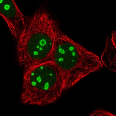 Immunocytochemistry/Immunofluorescence: RRN3 Antibody [NBP2-13267] - Immunofluorescent staining of human cell line MCF7 shows localization to nucleus & nucleoli.