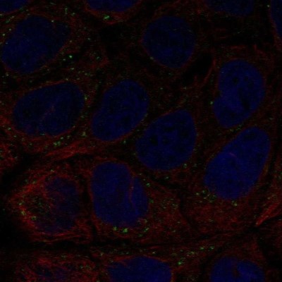 Immunocytochemistry/Immunofluorescence: ASIP Antibody [NBP2-14323] - Staining of human cell line CACO-2 shows localization to vesicles.