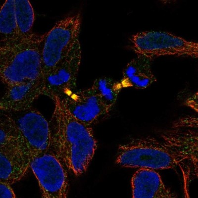 Immunocytochemistry/Immunofluorescence: ANKRD54 Antibody [NBP2-49652] - Staining of human cell line HEK 293 shows localization to midbody.