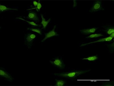 Immunocytochemistry/Immunofluorescence: COQ3 Antibody [H00051805-D01P] - Analysis of antibody to COQ3 on HeLa cell. Antibody concentration 30 ug/ml.