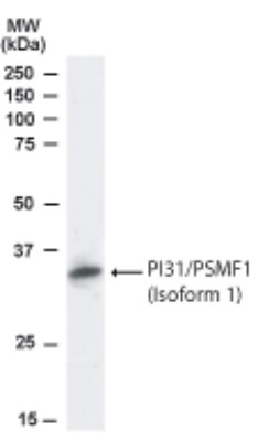 Western Blot: PSMF1 Isoform 1 Antibody [NB100-1178] - Analysis of PI31 / PSMF1 (Isoform 1) in Human Kidney lysate using NB100-1178 at 1 ug/ ml.