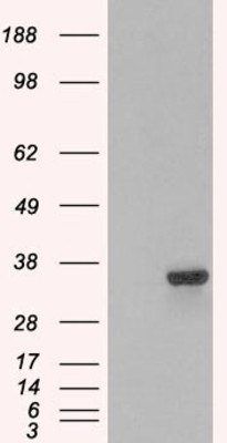 Western Blot: PSMF1 Isoform 1 Antibody [NB100-1178] - HEK293 overexpressing PSMF1 and probed with (mock transfection in first lane).