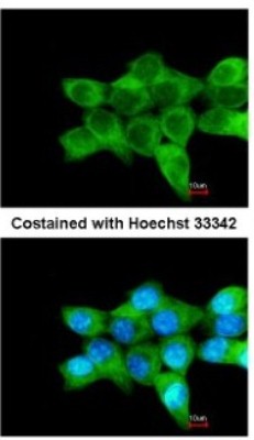 Immunocytochemistry/Immunofluorescence: COL4A3BP Antibody [NBP2-15943] - Analysis of methanol-fixed A431, using antibody at 1:200 dilution.