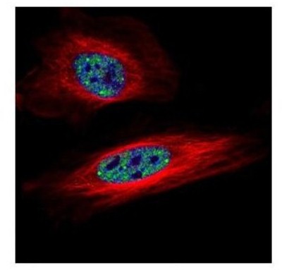 Immunocytochemistry/Immunofluorescence: SNRPB Antibody [NBP1-32174] - Paraformaldehyde-fixed HeLa, using SNRPB antibody (Green) at 1:500 dilution. Alpha-tubulin filaments were labeled with an alpha Tubulin antibody (Red) at 1:2000.