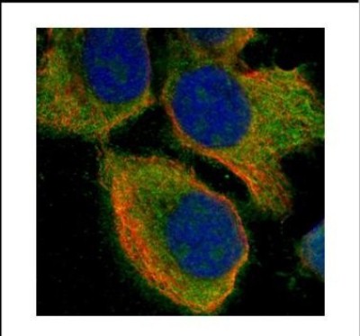 Immunocytochemistry/Immunofluorescence: MUL1 Antibody [NBP2-19440] - Confocal immunofluorescence analysis of methanol-fixed A431, using MUL1 antibody (Green) at 1:500 dilution. Alpha-tubulin filaments are labeled with Alpha-tubulin antibody (Red) at 1:500.