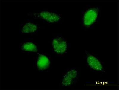 Immunocytochemistry/Immunofluorescence: POLR3F Antibody [H00010621-B01P] - Analysis of purified antibody to POLR3F on HeLa cell. (antibody concentration 10 ug/ml)