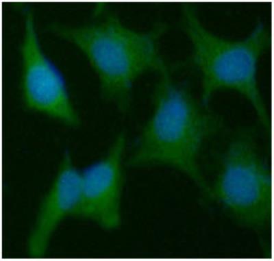 Immunocytochemistry/Immunofluorescence: Cyclophilin C Antibody (3C6) [NBP1-97946] - Analysis in HeLa cells line, stained with DAPI (Blue) for nucleus staining and monoclonal anti-human PPIC antibody (1:100) with goat anti-mouse IgG-Alexa fluor 488 conjugate (Green).