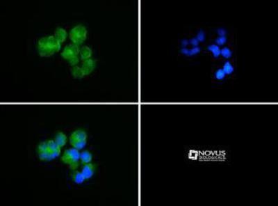 Immunocytochemistry/Immunofluorescence: SAH3 Antibody [NB100-401] - SAH3 antibody was tested in Neuro-2a cells with Dylight 488 (green). Nuclei and alpha-tubulin were counterstained with DAPI (blue) and Dylight 549 (red).