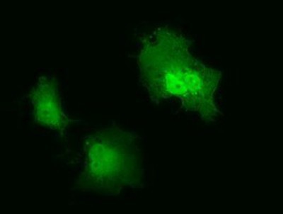 Immunocytochemistry/Immunofluorescence: IL1F6 Antibody (1A4) [NBP2-02758] Staining of COS7 cells transiently transfected by pCMV6-ENTRY IL1F6.