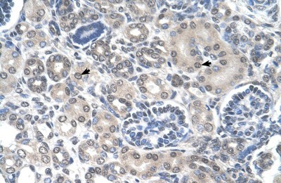 Immunohistochemistry-Paraffin: Phosphoribosyl Pyrophosphate Amidotransferase Antibody [NBP1-52964] - Human kidney Tissue, antibody concentration 4-8ug/ml. Cells with positive label: renal corpuscle cells (indicated with arrows) 400X magnification.