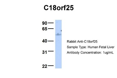 Western Blot: C18orf25 Antibody [NBP1-57595] - Human Fetal Liver, Antibody Dilution: 1.0 ug/ml.