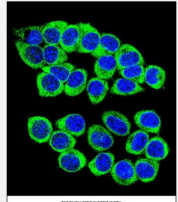 Immunocytochemistry/Immunofluorescence: ANKRD34B Antibody [NBP2-30000] - Confocal immunofluorescent analysis of ANKRD34B Antibody (C-term)(NBP2-30000) with 293 cell followed by Alexa Fluor 488-conjugated goat anti-rabbit lgG (green). DAPI was used to stain the cell nuclear (blue).
