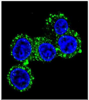 Immunocytochemistry/Immunofluorescence: CACNG6 Antibody [NBP2-30033] - Confocal immunofluorescent analysis of CACNG6 Antibody (Center)(NBP2-30033) with HepG2 cell followed by Alexa Fluor 488-conjugated goat anti-rabbit lgG (green). DAPI was used to stain the cell nuclear (blue).