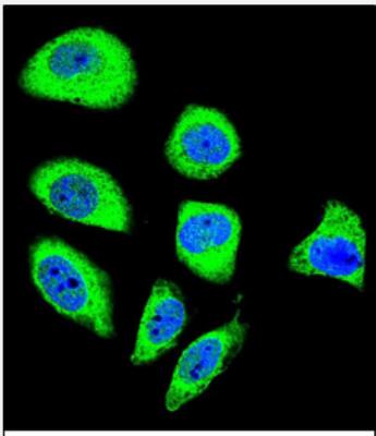 Immunocytochemistry/Immunofluorescence: Protocadherin gamma A8 Antibody [NBP2-30028] - Confocal immunofluorescent analysis of PCDHGA8 Antibody (C-term)(NBP2-30028) with U-251MG cell followed by Alexa Fluor 488-conjugated goat anti-rabbit lgG (green). DAPI was used to stain the cell nuclear (blue).