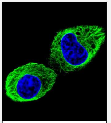 Immunocytochemistry/Immunofluorescence: beta II Tubulin B Antibody [NBP2-30025] - Confocal immunofluorescent analysis of TUBB2B Antibody (N-term)(NBP2-30025) with HepG2 cell followed by Alexa Fluor 488-conjugated goat anti-rabbit lgG (green). DAPI was used to stain the cell nuclear (blue).