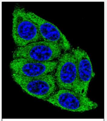 Immunocytochemistry/Immunofluorescence: PLD5 Antibody [NBP2-30004] - Confocal immunofluorescent analysis of  (C-term)(NBP2-30004) with 293 cell followed by Alexa Fluor? 488-conjugated goat anti-rabbit lgG (green). DAPI was used to stain the cell nuclear (blue).