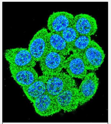 Immunocytochemistry/Immunofluorescence: PM20D2 Antibody [NBP2-29998] - Confocal immunofluorescent analysis of  (C-term)(NBP2-29998) with Hela cell followed by Alexa Fluor 488-conjugated goat anti-rabbit lgG (green). DAPI was used to stain the cell nuclear (blue).