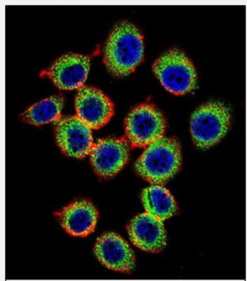 Immunocytochemistry/Immunofluorescence: RASGRP2 Antibody [NBP2-30038] - Confocal immunofluorescent analysis of  (N-term)(NBP2-30038) with U-251MG cell followed by Alexa Fluor 488-conjugated goat anti-rabbit lgG (green). Actin filaments have been labeled with Alexa Fluor555 phalloidin (red). DAPI was used to stain the cell nuclear (blue).