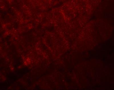 Immunocytochemistry/Immunofluorescence: RANBP10 Antibody [NBP1-77372] - Immunofluorescence of RANBP10 in mouse skeletal muscle tissue with RANBP10 antibody at 20 ug/mL.
