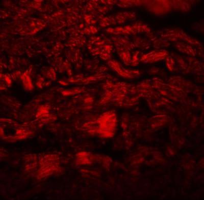 Immunofluorescence: PPAPDC3 Antibody [NBP1-76246] - Mouse heart tissue with PPAPDC3 antibody at 20 ug/mL.
