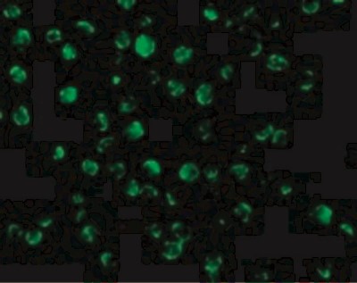Immunocytochemistry/Immunofluorescence: AIF Antibody [NBP1-76838] - Immunofluorescence of AIF in K562 cells with AIF antibody at 20 ug/mL.