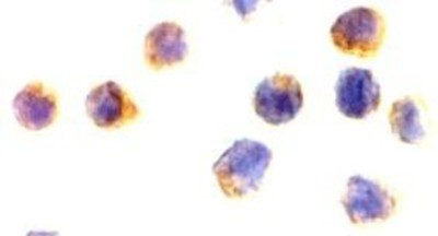 Immunocytochemistry/Immunofluorescence: AIF Antibody [NBP1-76838] - Jurkat cells with AIF antibody at 2 ug/ml.