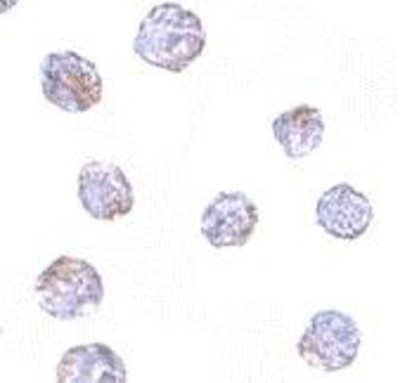 Immunocytochemistry/Immunofluorescence: MARCH8 Antibody [NBP1-76959] - HeLa cells with MARCH8 antibody at 2.5 ug/ml.