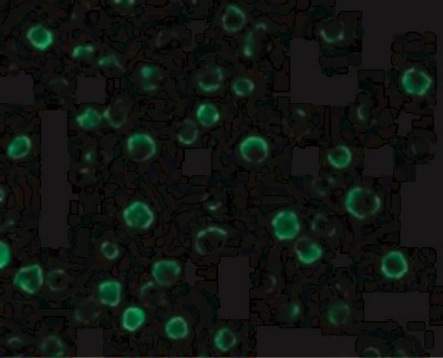 Immunofluorescence: FLASH Antibody [NBP1-77301] - Immunofluorescence of FLASH in HeLa cells with FLASH antibody at 10 ug/mL.