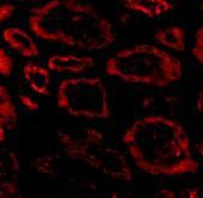Immunocytochemistry/Immunofluorescence: SKI Antibody [NBP1-77305] - Immunofluorescence of Ski in human kidney tissue with Ski antibody at 20 ug/ml.